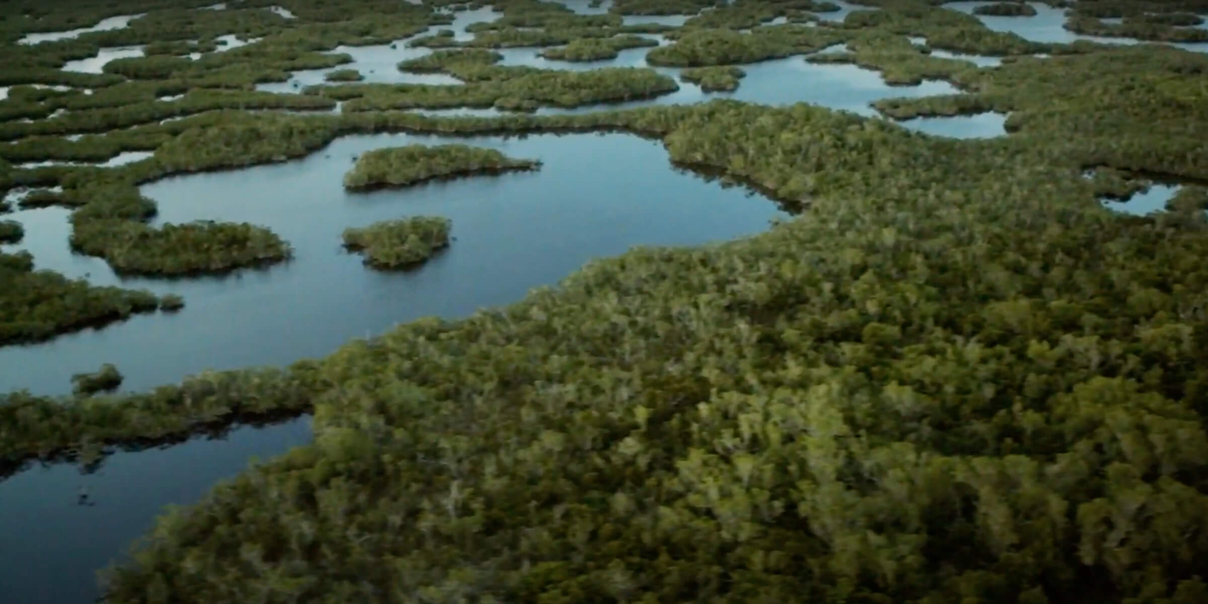 Florida everglades